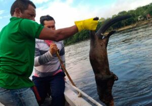 Rio Amapari: Equipes retiram 2 toneladas de animais mortos