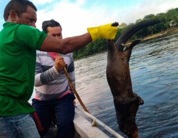 Rio Amapari: Equipes retiram 2 toneladas de animais mortos