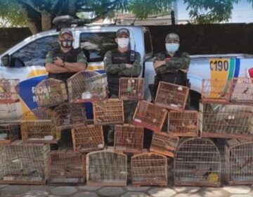 Sem licença ambiental, criador entrega 35 pássaros que mantinha em cativeiro