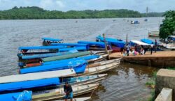 AP reforça vigilância após confirmação de raiva em pescador atacado por macaco em Oiapoque