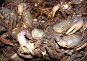 Primeiro defeso do caranguejo-uçá proíbe vendas em 11 estados
