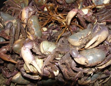 Captura e venda de caranguejo entra na proibição no Amapá