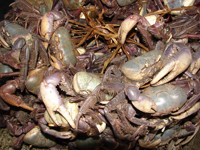 Captura e venda de caranguejo entra na proibição no Amapá
