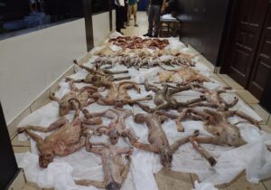 Animais em extinção são mortos e seriam vendidos na Guiana Francesa, diz polícia