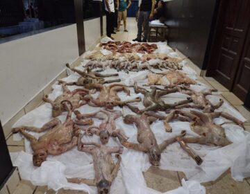 Animais em extinção são mortos e seriam vendidos na Guiana Francesa, diz polícia