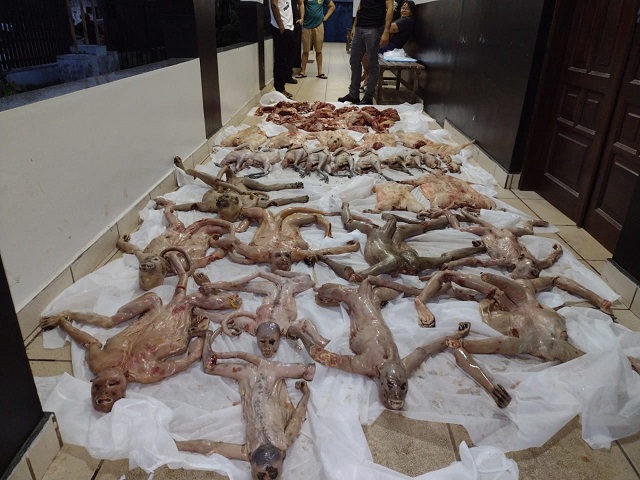 Animais em extinção são mortos e seriam vendidos na Guiana Francesa, diz polícia