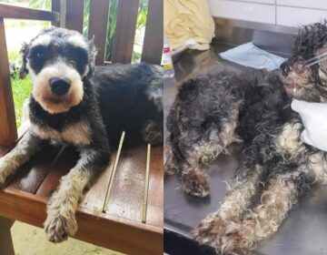 Cadela tem olhos arrancados e é encontrada viva dentro de lixeira