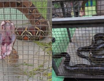 Após aparecimento de cobras em residências de Santana, bombeiros fazem alerta