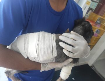 Cadela achada com olhos perfurados dentro de lixeira volta para casa
