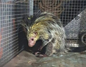 Porco-espinho é capturado após ‘passeio’ por ruas de Santana