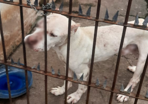 Cães desnutridos são resgatados após denúncia