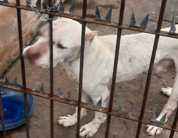 Cães desnutridos são resgatados após denúncia