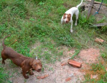 Após morte de pastor, pitbulls estão abandonados e moradores com medo
