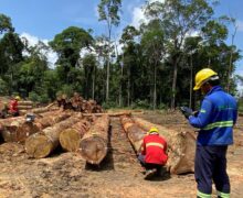 Amapá avança na venda sustentável de madeira e Mazagão lidera mercado