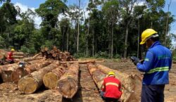 Amapá avança na venda sustentável de madeira e Mazagão lidera mercado