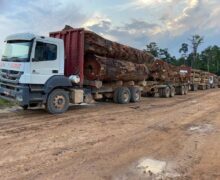 Amapá recebe R$ 4,7 mi para aumentar aproveitamento de árvores derrubadas