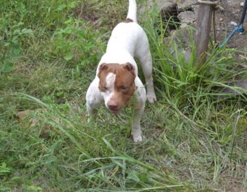 Pitbull que matou pastor evangélico é adotado