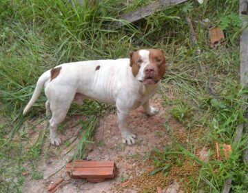 Pitbull que matou pastor é castrado e está disponível para adoção
