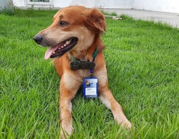 Cão de rua adotado por funcionários de emissora ganha crachá