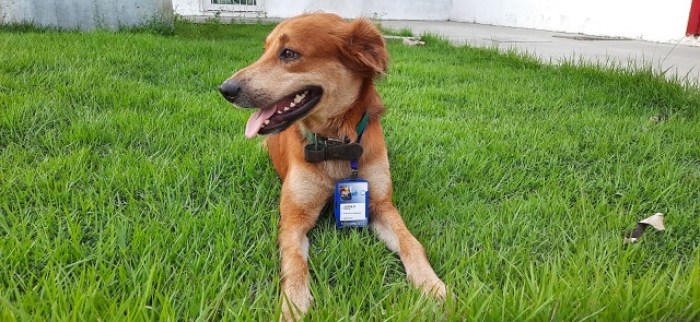 Cão de rua adotado por funcionários de emissora ganha crachá