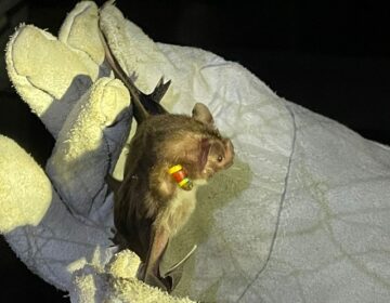 Diagro garante que controle de morcegos não põe espécie em risco