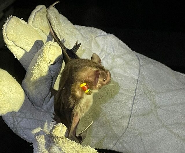 Diagro garante que controle de morcegos não põe espécie em risco