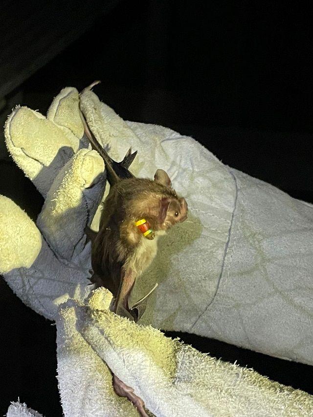 Diagro garante que controle de morcegos não põe espécie em risco