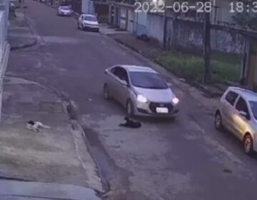 Ativistas oferecem recompensa por pista sobre motorista que passou por cima de cachorro