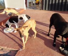Prefeitura de Macapá cria serviço de vacinação de pets em domicílio