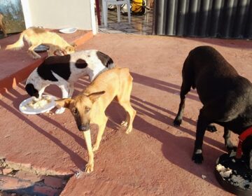 Prefeitura de Macapá cria serviço de vacinação de pets em domicílio