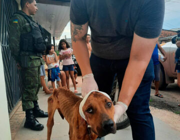 Morre o cão que passava fome e era atacado pelas fêmeas; casal foi preso