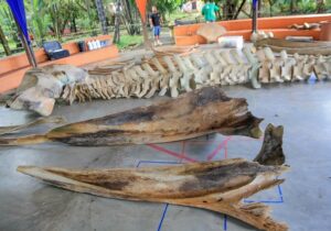 Esqueleto de baleia que encalhou no Amapá é montado para exposição