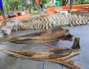 Esqueleto de baleia que encalhou no Amapá é montado para exposição