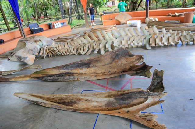 Esqueleto de baleia que encalhou no Amapá é montado para exposição