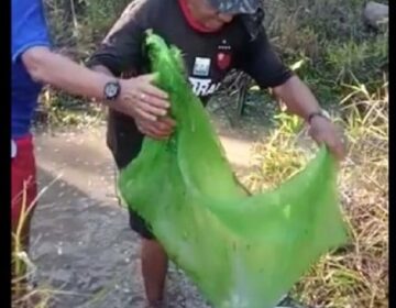 “Uma gota no oceano”, diz ribeirinho ao salvar peixes após manobra em comportas