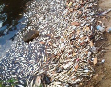 7 anos depois, hidrelétrica é processada por mortandade de peixes