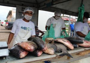 15 toneladas de pescado serão vendidas a partir de R$ 8 o quilo
