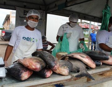 15 toneladas de pescado serão vendidas a partir de R$ 8 o quilo