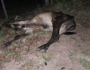 Motoqueiro morre após colidir com animal em rodovia