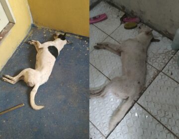 Homem envenenou e matou cachorros por vingança, diz polícia