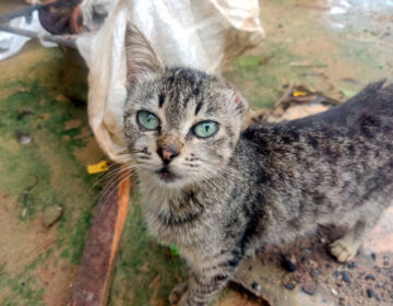 ‘Na boca da noite vou aí’, diz ex-companheiro que arrancou orelhas de gatos por vingança