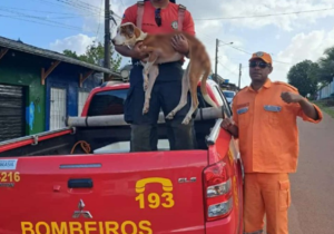 cachorro resgatado oiapoque