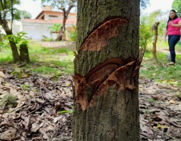 Moradores denunciam desmatamento em área preservada por idoso