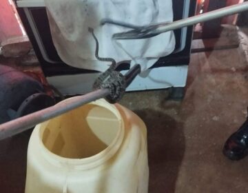 Morador chega em casa e dá de cara com jararaca