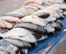 Veja a lista de 27 peixes com comércio proibido a partir de amanhã