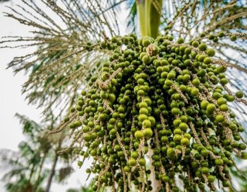 Amapá cria rota para escoar açaí de aldeias wajãpi