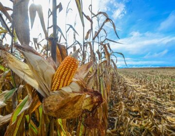 Plantio de milho cresce 86% no Amapá