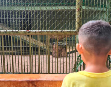 Inquérito que apurava maus-tratos à onça do Bioparque é arquivado