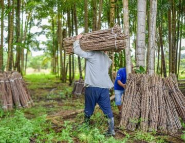 Sementes que triplicam a produção de mandioca serão plantadas em área indígena do AP