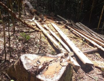 Serraria clandestina é descoberta em floresta de Macapá